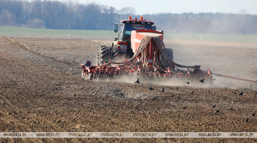 В Гродненской области ранние яровые зерновые посеяны на более чем 20 тыс. га