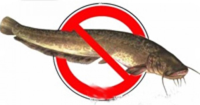 Запрет на лов сома европейского и сига чудского Запрет на лов сома европейского и сига чудского