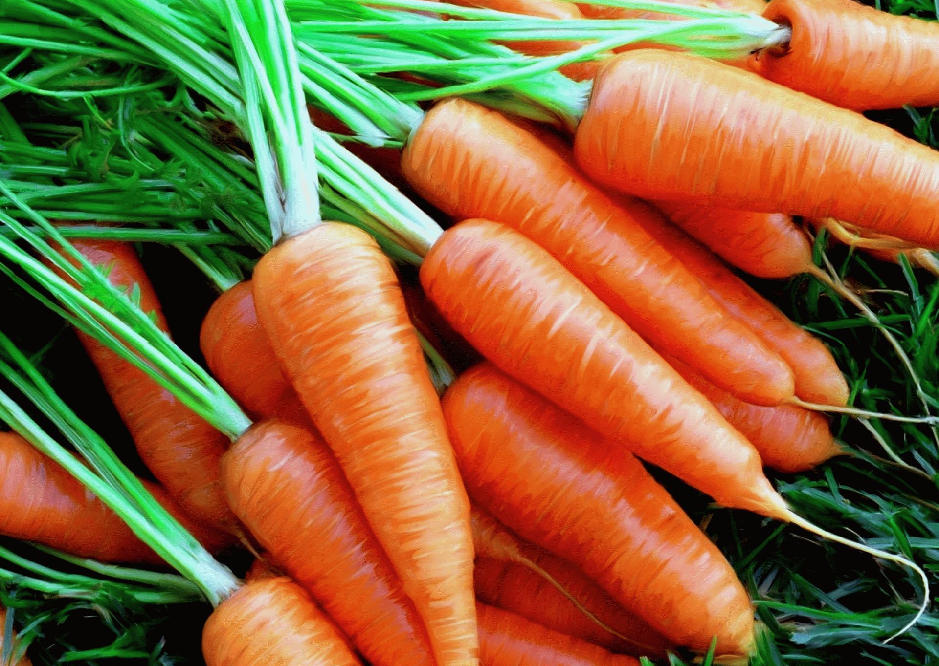 Какие подкормки нужны моркови?