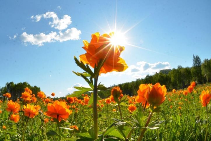 Фотоконкурс «Жаркое лето-2023» Фотоконкурс «Жаркое лето-2023»