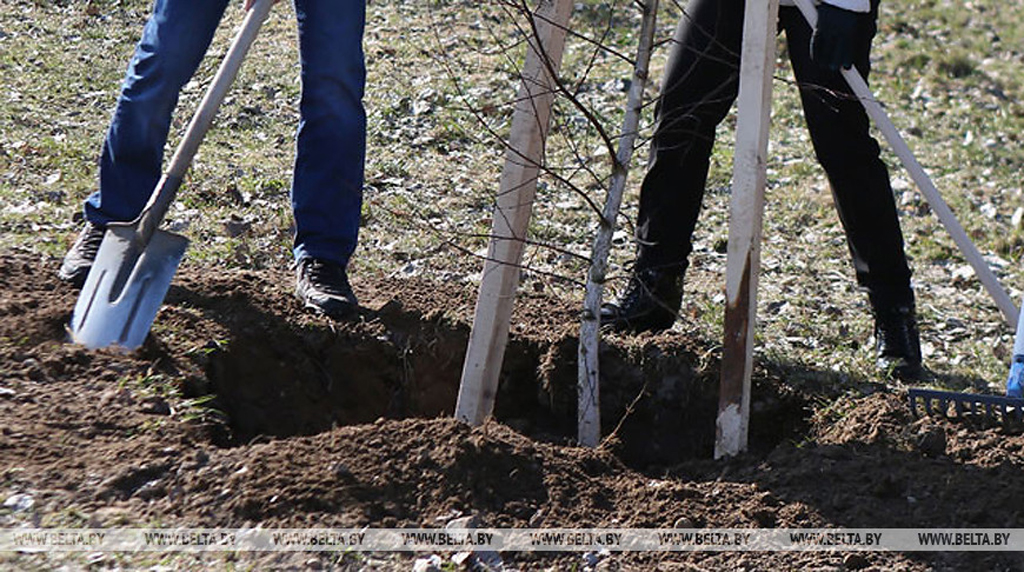 Более 30 тыс. деревьев и кустарников высадят работники Минприроды в дни акции "Обустроим малую родину"