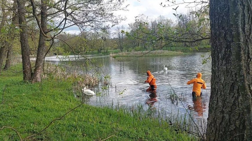 Возле музея-усадьбы Огинского в Сморгонском районе работники МЧС спасли лебедя