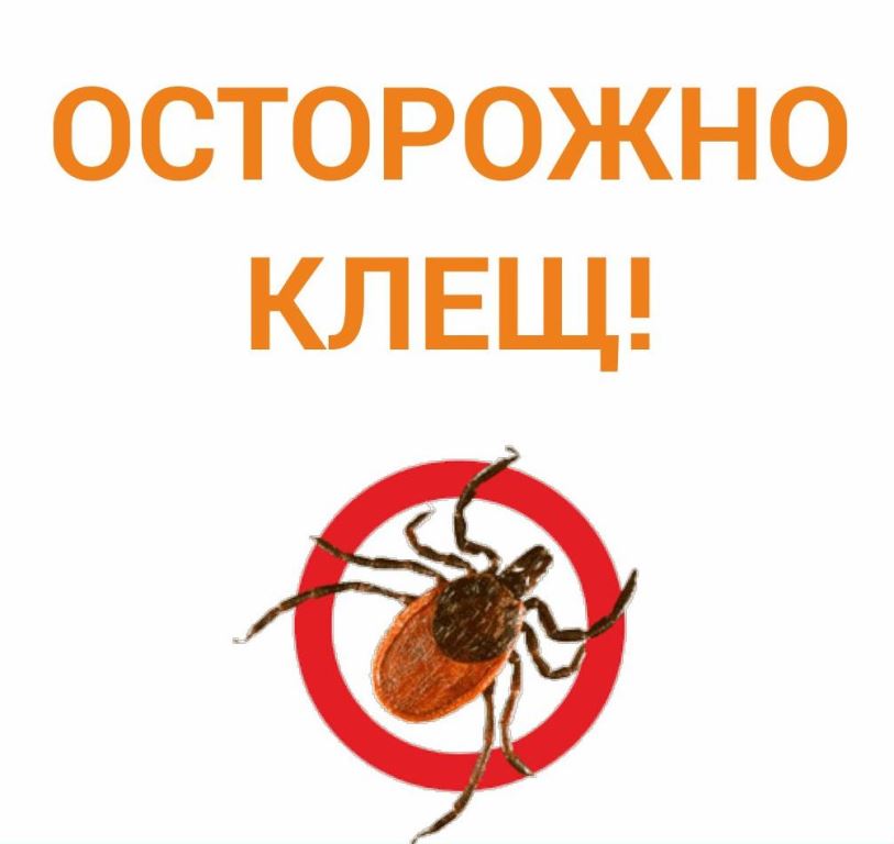 Что нужно делать, чтобы обезопасить себя на участке от нападения клещей?  