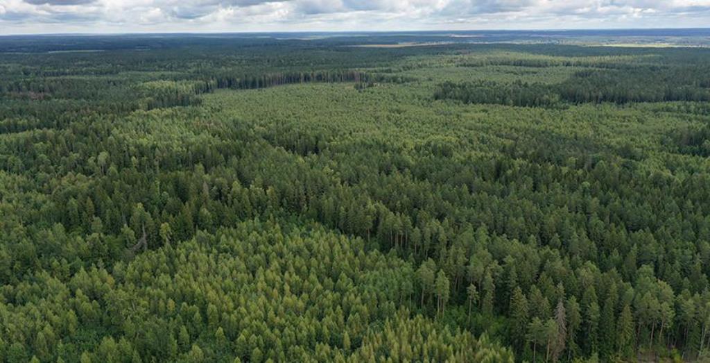 В 14 районах Гродненской области действуют запреты и ограничения на посещение лесов