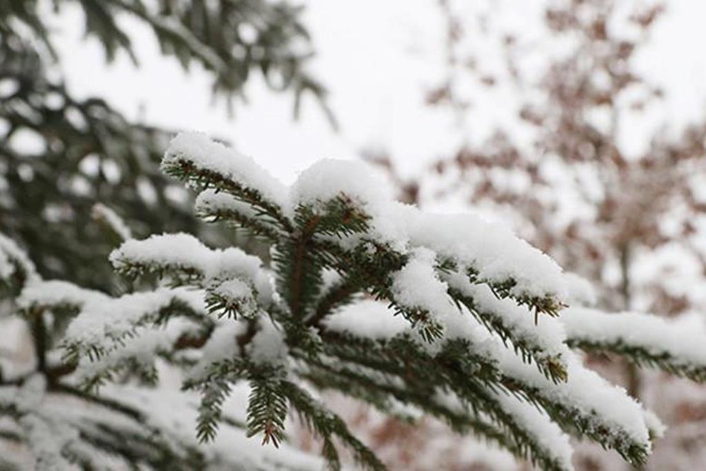 Снег с дождем и туман прогнозируются 14 февраля в Беларуси