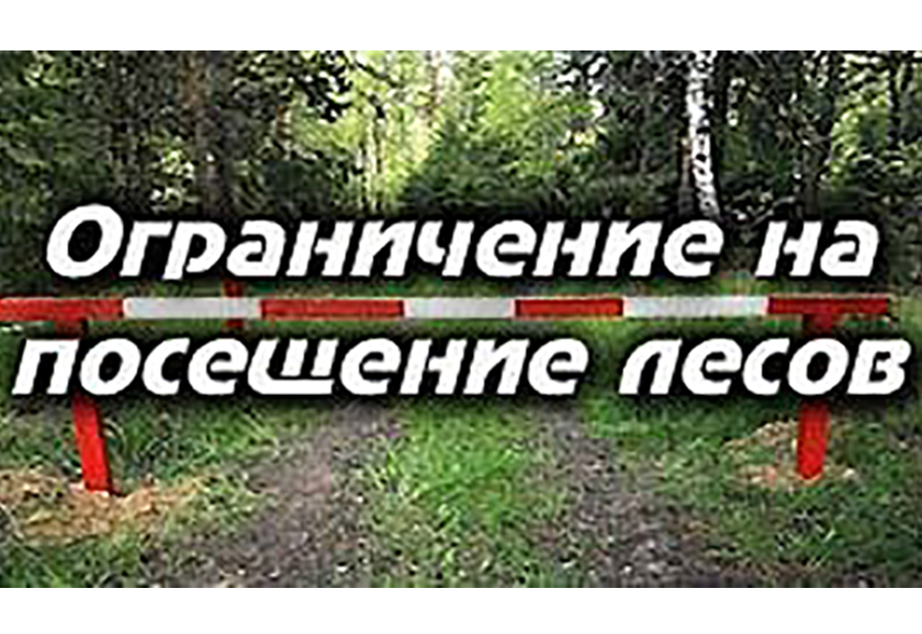 В 15 районах Гродненской области ограничено посещение лесов