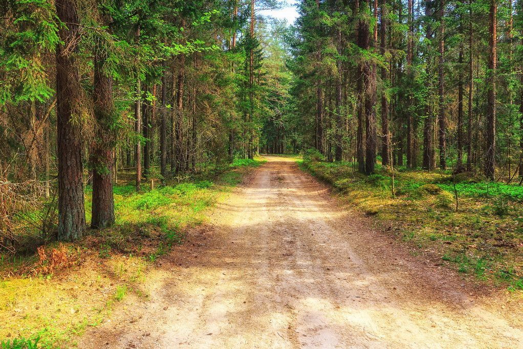 Во всех районах Гродненской области разрешено посещать леса