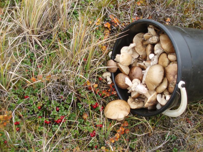 Будьте осторожны с весенними грибами!