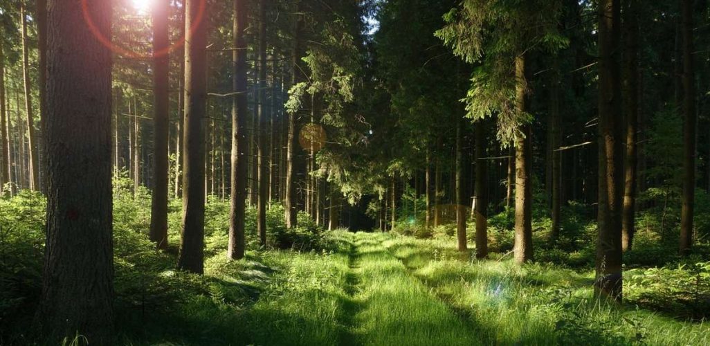 Сморгонский опытный лесхоз отмечает 80-летний юбилей