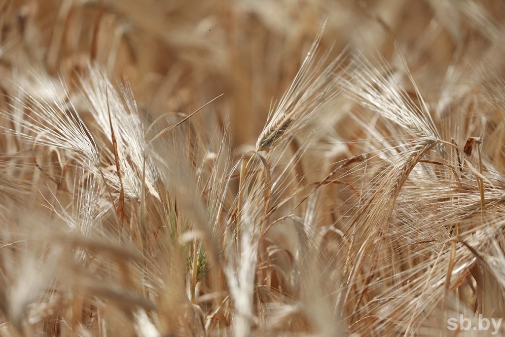 В Беларуси намолочено более 4 миллионов тонн зерновых колосовых, зернобобовых и рапса