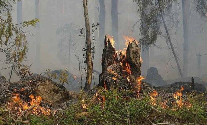 За сутки в Беларуси сотрудники лесного хозяйства ликвидировали 17 пожаров