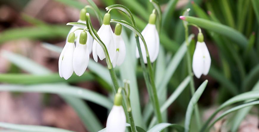 Campanillas de invierno