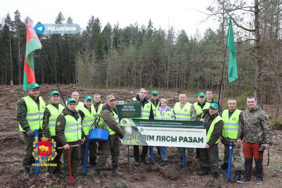 Гродненская область активно проводит республиканскую акцию «Аднавім лясы разам»