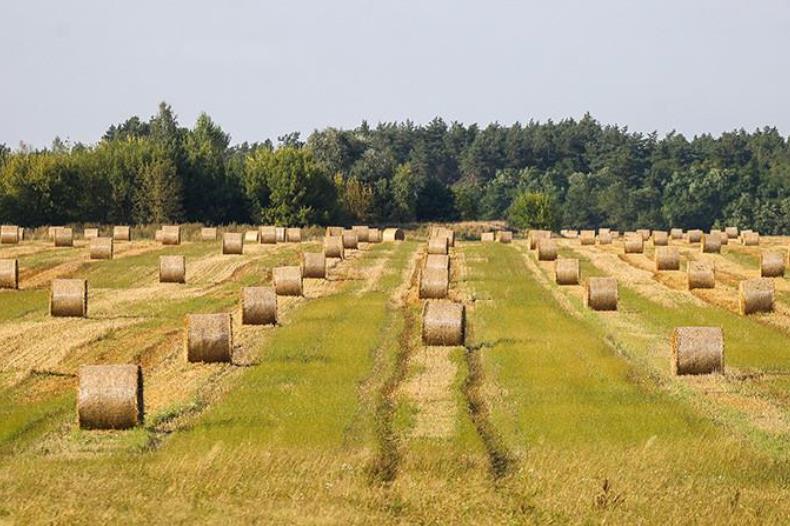 Зерновые колосовые и зернобобовые культуры в Беларуси убраны на 97% площадей
