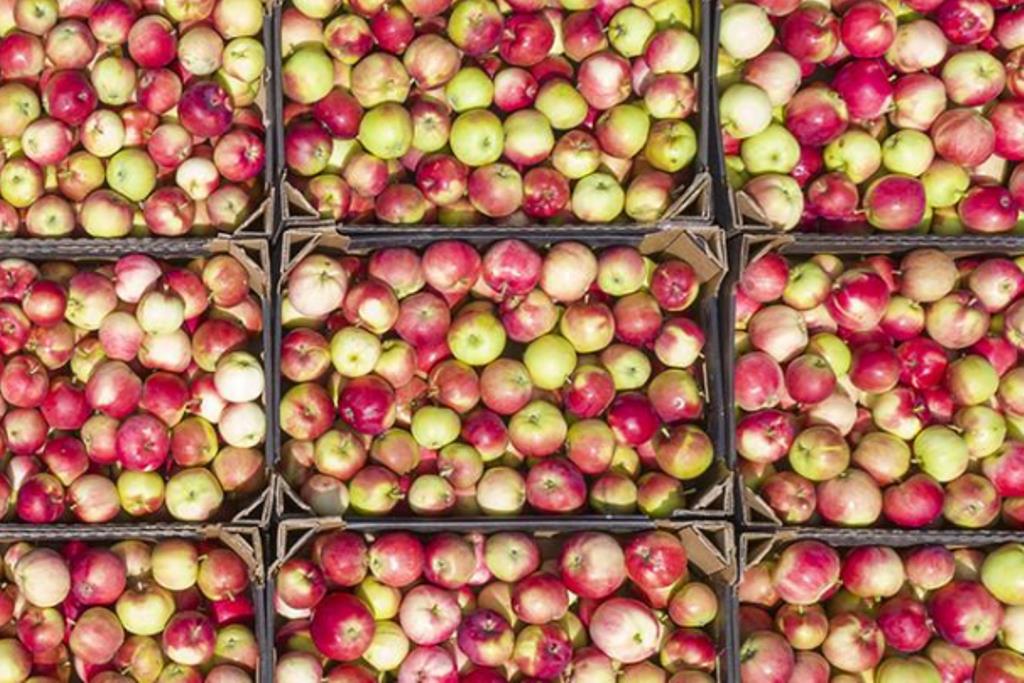 Беларусь вводит лицензирование вывоза лука и яблок