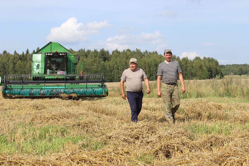 На Сморгонщине убрано почти 70% зерновых