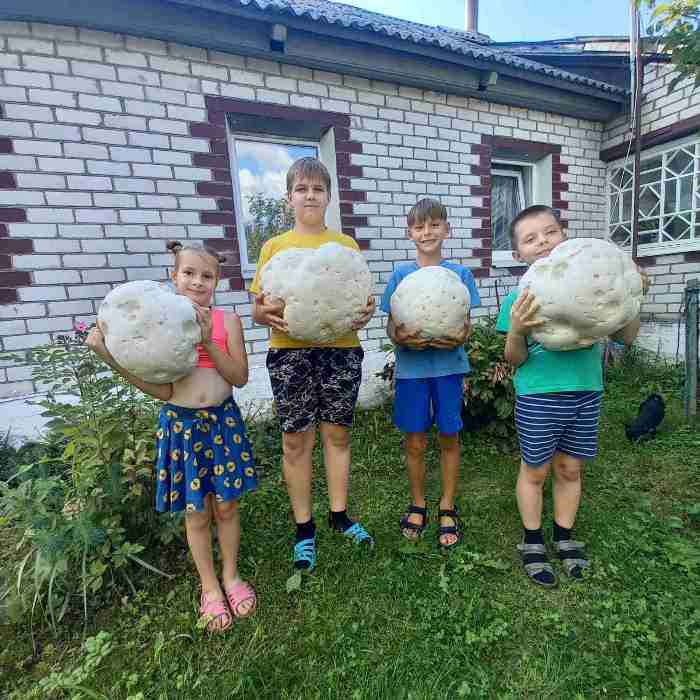 Посмотрите на гигантские грибы, которые растут на Сморгонщине