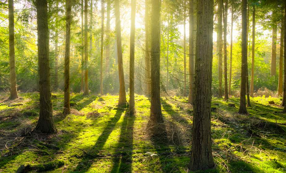 Запреты и ограничения на посещение лесов действуют в 79 районах Беларуси