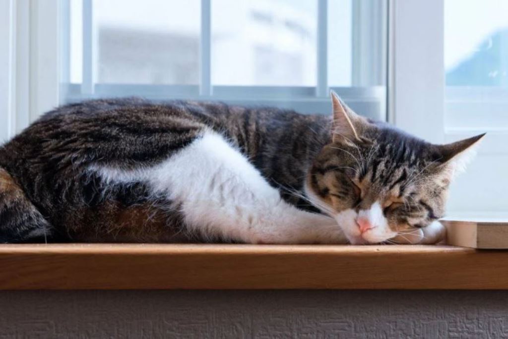 Шчасце жывёлы – мець дом