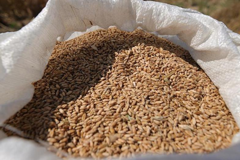 В Беларуси намолотили почти 5,4 млн тонн зерна с учетом рапса