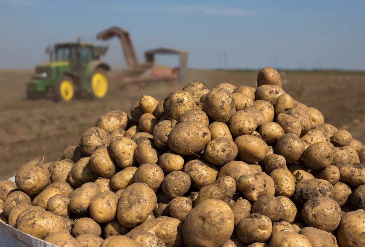Более 500 тыс. тонн картофеля накопано в Беларуси