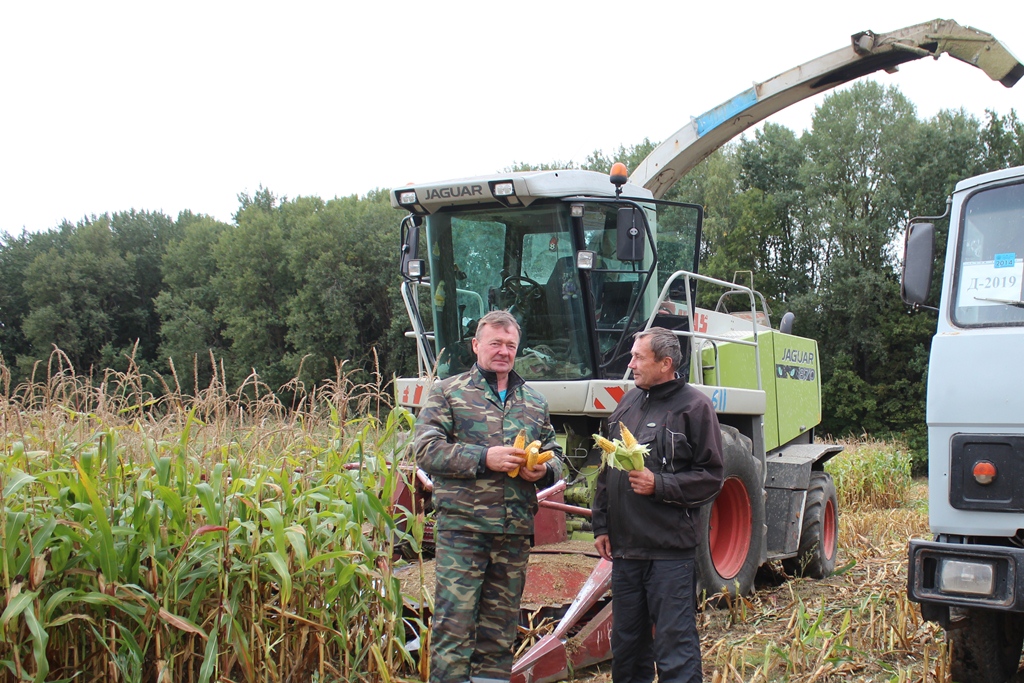 Как в хозяйства Сморгонского района проходит уборка кукурузы