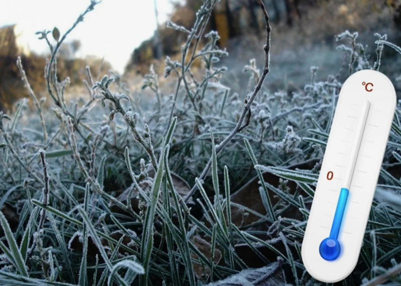 заморозки.png заморозки.png