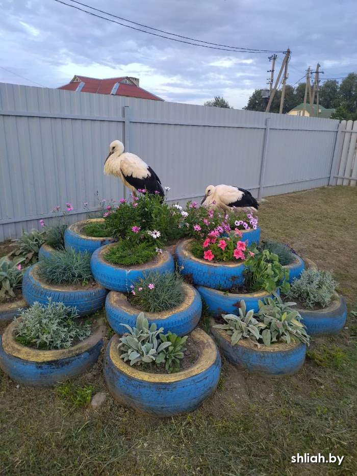 Аисты.jpg