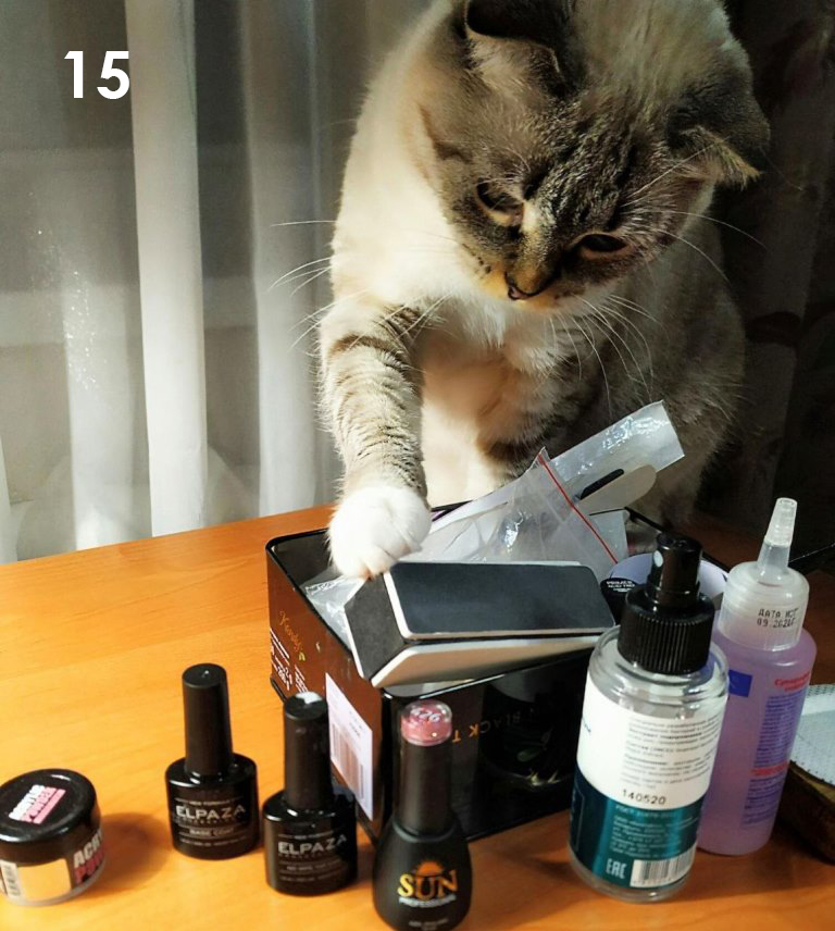 кошка 3.jpg