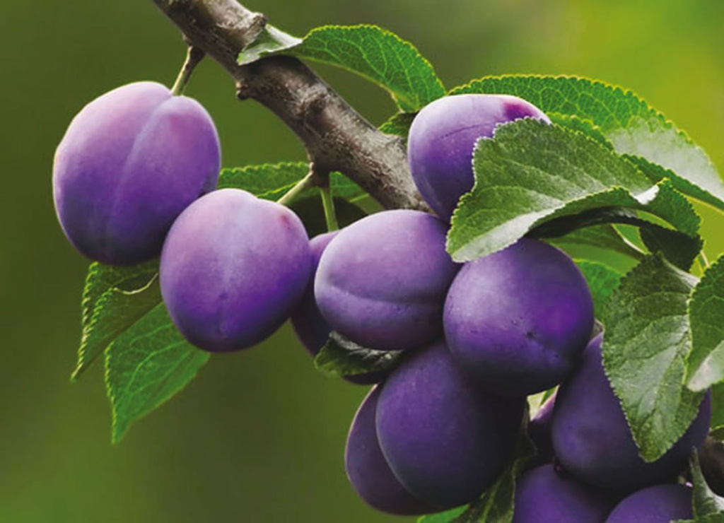 plum-4-01.jpg