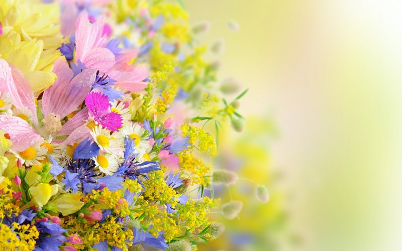sunlight-flowers-field-photography-macro-branch-yellow-pollen-blossom-spring-leaf-flower-plant-flora-blur-petal-meadow-wildflower-land-plant-flowering-plant-close-up-shrub-macro-photography-flower-bouquet-583540.jpg