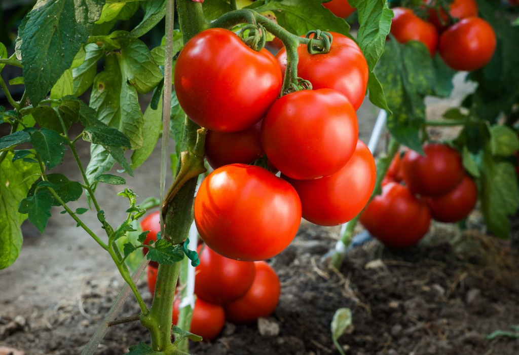 tomatyi-bez-rassadyi-09.jpg