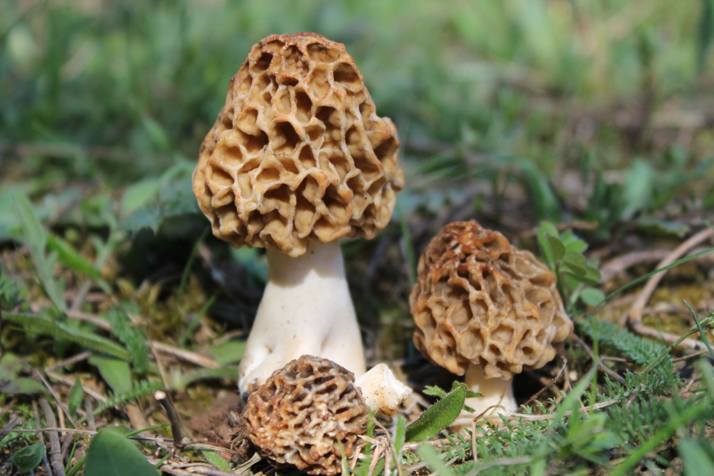 Morchella_esculenta_(17160152652).jpg