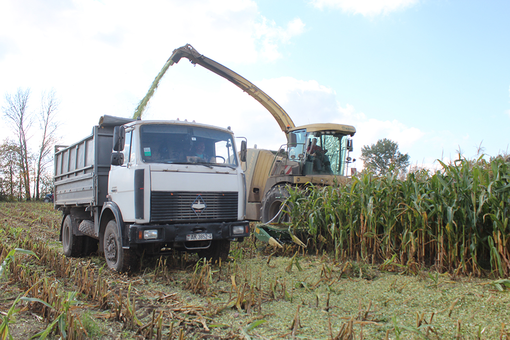 На Сморгонщине продолжается уборка кукурузы